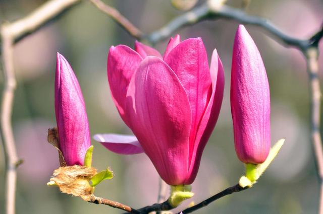 鲜花的花语和花的数目的寓意，鲜花数量的寓意（100种迷人的“数字花”）