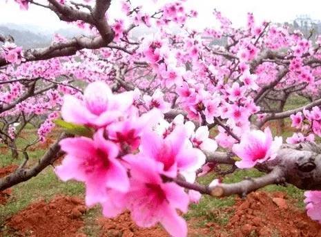 桃花植物图片及介绍图片