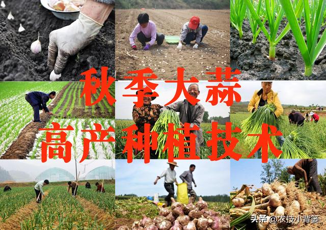 怎样在家里种大蒜，如何在家里种大蒜（从播种到越冬前重点注意这几点）