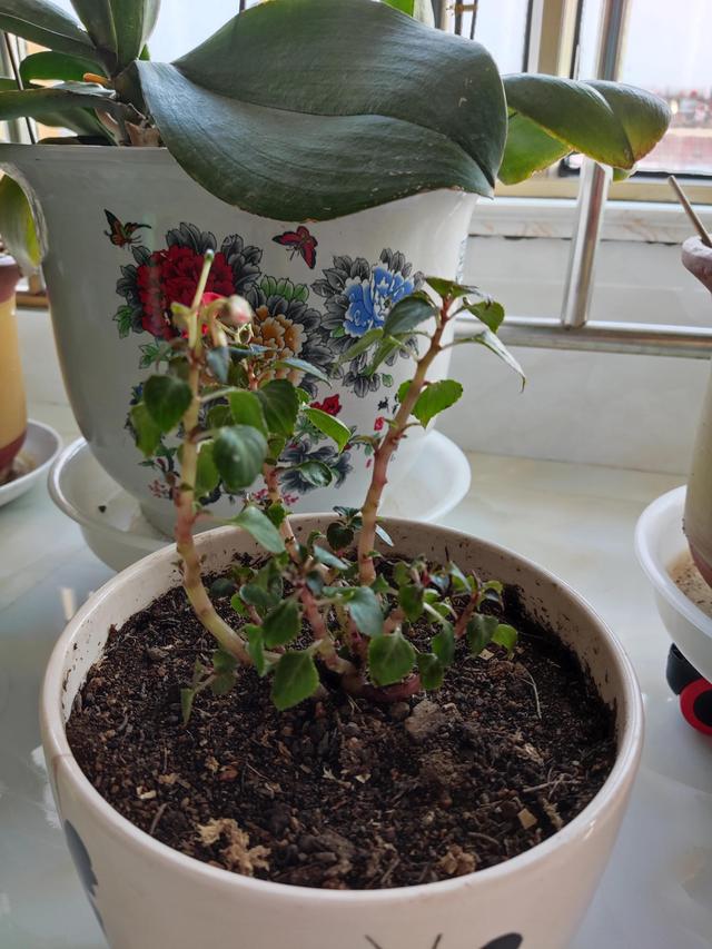 予人玫瑰手有余香是什么意思，手有余香的意思是什么（予人玫瑰手有余香）