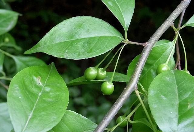 冬青樹種類,七大品種特性鮮明(冬青樹有幾個品種求圖片)