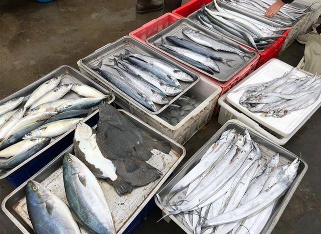 黑角安康鱼，专挑这5种鱼（安康鱼是哪里的鱼）