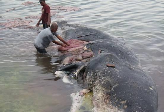 须鲸，大连海滩又出现搁浅须鲸（须鲸捕食的视频大全）