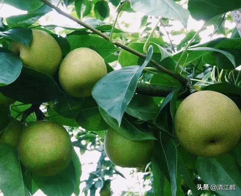 树山翠冠梨(翠冠梨是什么梨) - 彝家农业网
