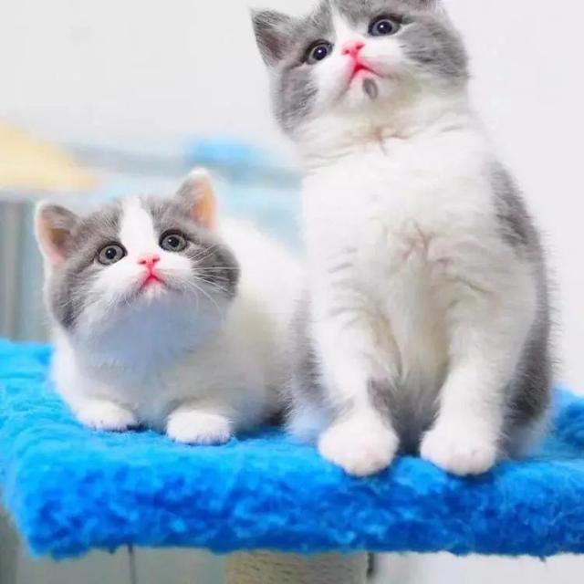猫和老鼠里面的母猫现实品种，猫和老鼠中汤姆猫的原型究竟是什么品种