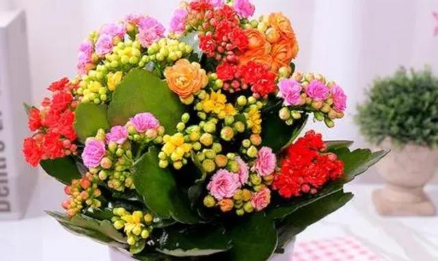 室内适合养殖什么，室内适合养殖什么项目（6种“健康花”）