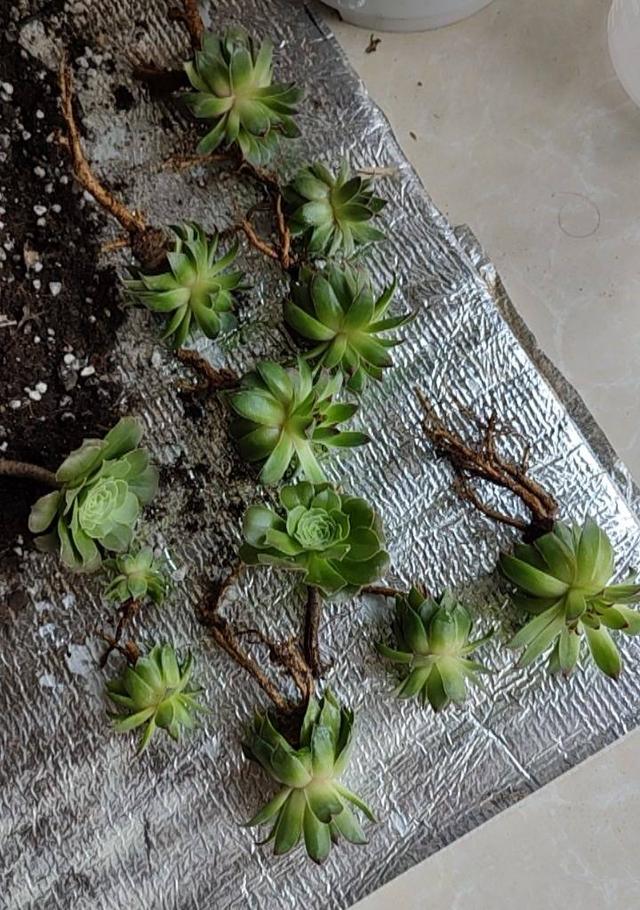 观音莲怎么繁殖，观音莲的繁殖养护（早春养观音莲）