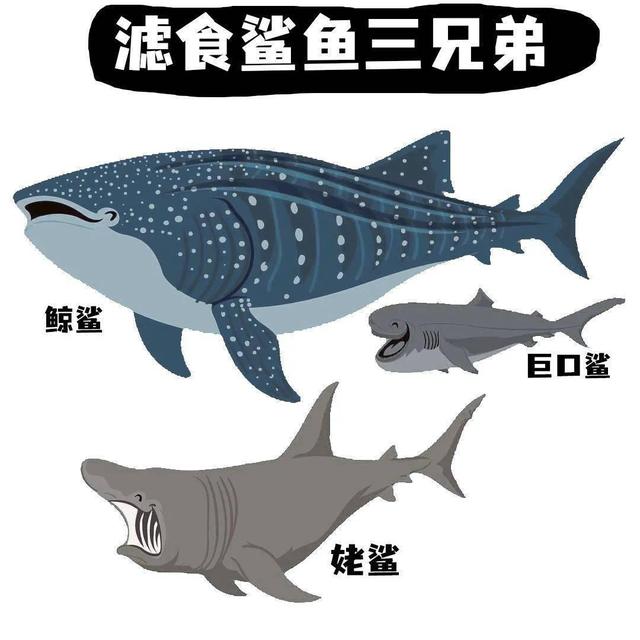 现在的五种鲨鱼，种鲨鱼，大白鲨只能排第四