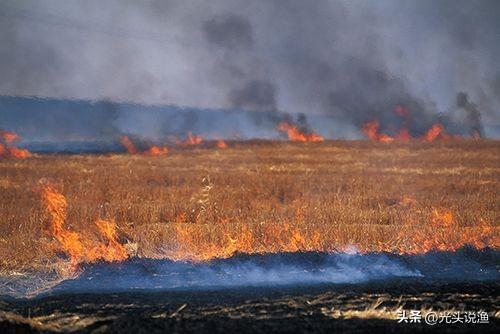 草木灰是什么肥料，草木灰是什么（农村人可能比专家更了解）