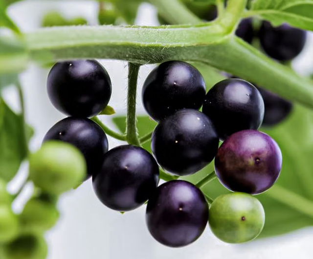 黑泡果的功效与作用,泡泡果的功效与作用(农村1种植物)