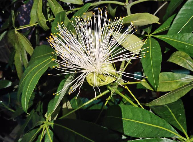 老人须开花是什么样子(6种大绿植,开花就是"好兆头",看看你家有没有)