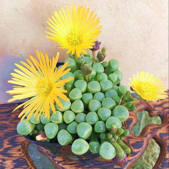 雷童的花语，雷童的寓意（多肉植物开黄色小花）