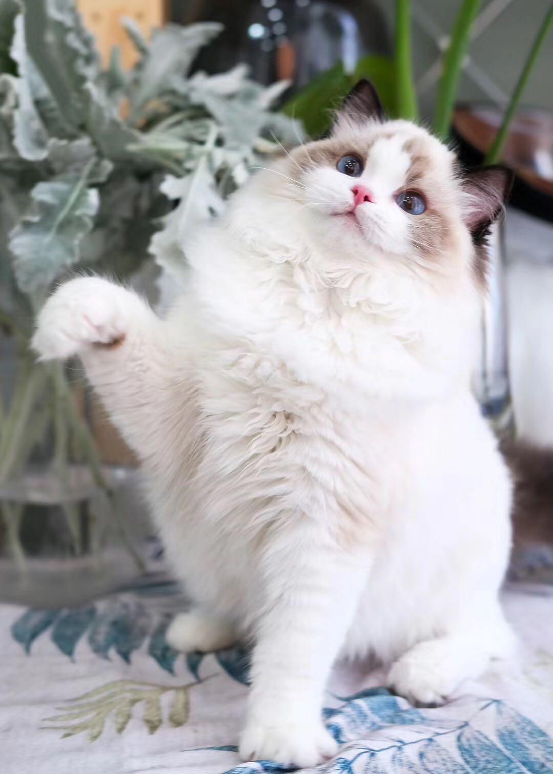 6,布偶猫