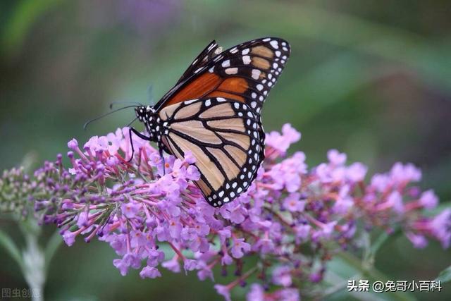 蝴蝶生活习性，蝴蝶王国（蝴蝶的生活环境和特点）