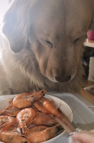 别说你爱我网名，别说你爱我微信昵称（狗狗对你有这些行为）