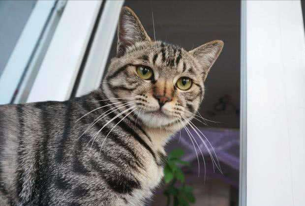 宠物店猫咪多少钱一只，宠物店猫咪多少钱一只猫（但宠物店老板不会告诉你）