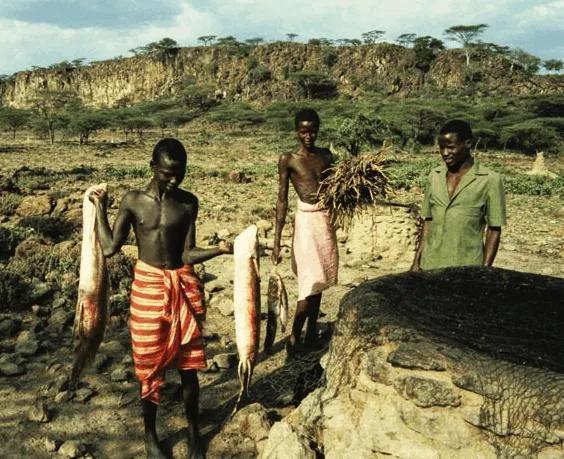 肺鱼花了4亿年！，非洲肺鱼图片（能深藏地下不吃不喝好几年）