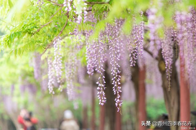 春天开的花有哪些，花名、颜色（每一个品种都能开成花海景观）