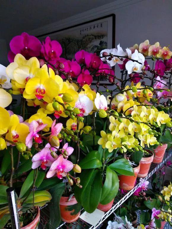 春节花卉品种大全大图，春节遇花期，五彩斑斓过新年
