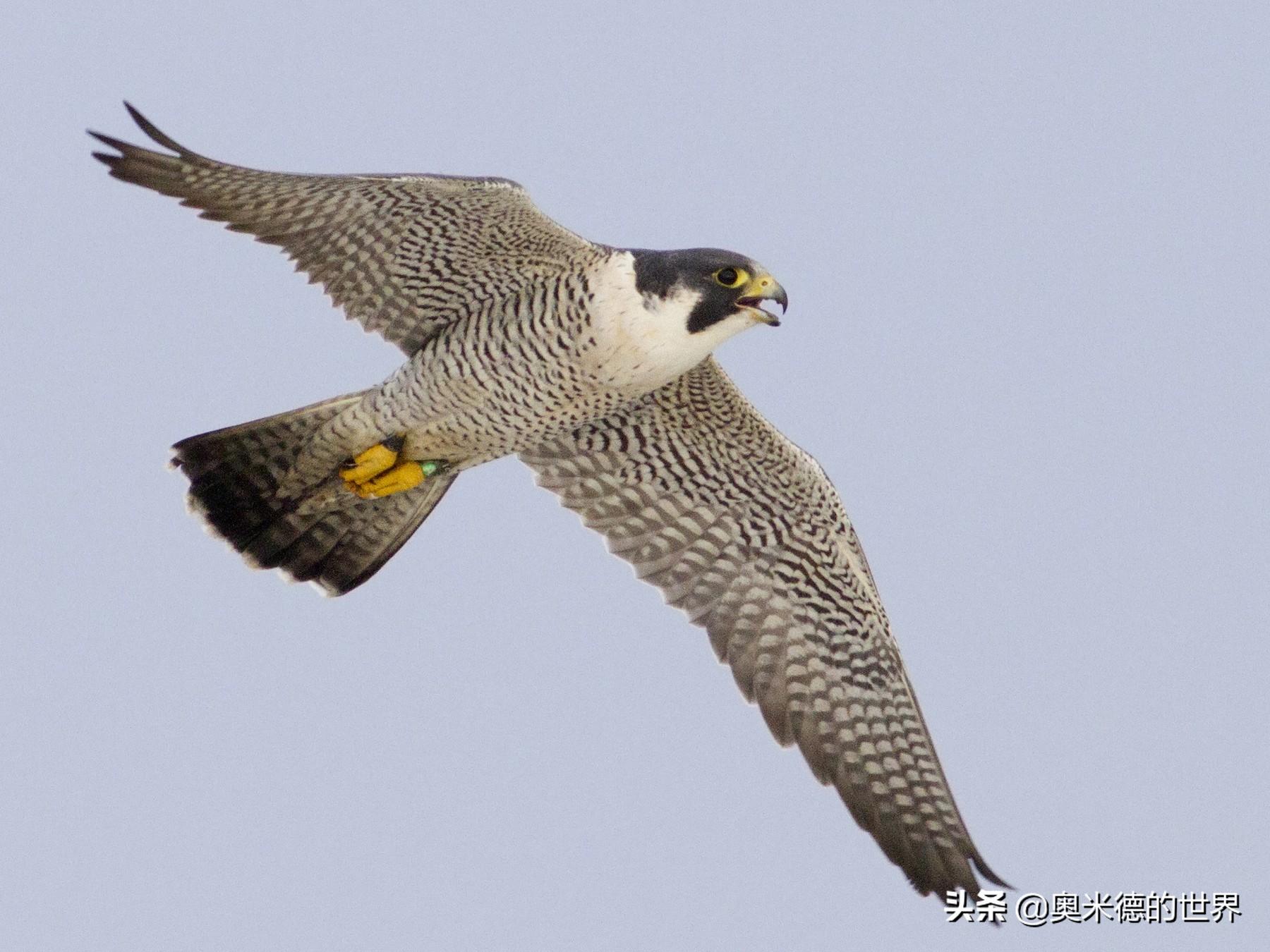 世界上速度最快的15种动物,猎豹是冠军吗?-