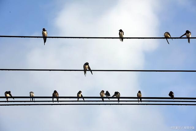 燕子窝为什么不能捅，把燕子窝捅了代表什么预兆（农村什么样的家庭会吸引燕子来筑巢）