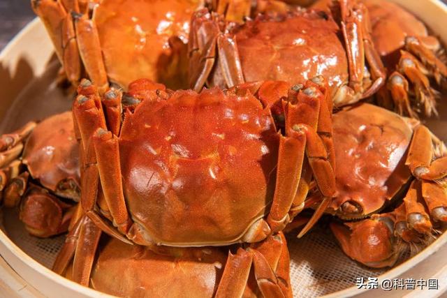 死螃蟹可以吃吗，死螃蟹能吃吗（吃螃蟹的禁忌，这几点要注意）
