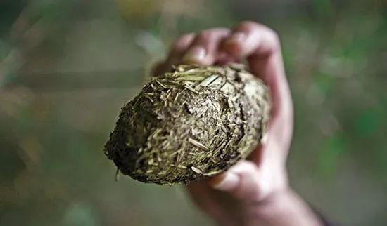 熊猫冬眠吗为什么，熊猫冬眠吗为什么会死（大熊猫是冬眠的动物吗）