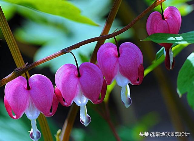 单子叶植物有哪些，各种叶子的用途（10种适合北方庭院种植的花镜植物）