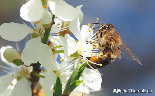 职业打假人索赔算不算敲诈，职业打假人最害怕什么（如何判定职业打假人的行为是敲诈勒索还是正当维权）