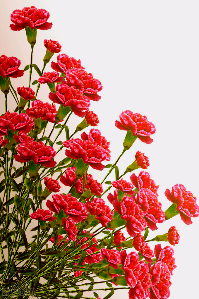 繁花送祝福【花语】高贵,丰富.慈母深情永难忘,幸福相伴我成长.