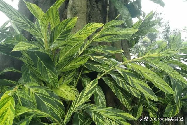 芦苇叶怎么保存时间长，芦苇叶保存方法（带你认识农村15种常见的“粽子叶”）