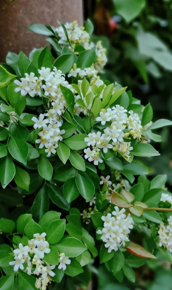最香的花排名第一名，中国十大最香的花排名（最香的“5种花”）