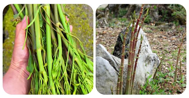 野菜的种类，野菜的种类名称及图片（120种野菜介绍）