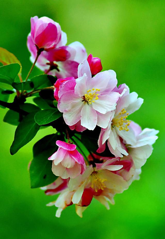 西府海棠图片，西府海棠～花苞胭脂点点（西府海棠）