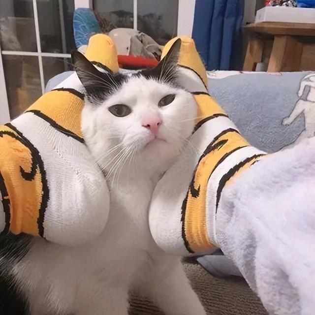 最不建议养的10种猫，这几种猫越养越心累