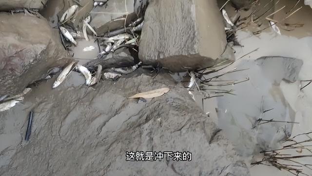 细沙的密度（大量鱼类被拍死在岸上）
