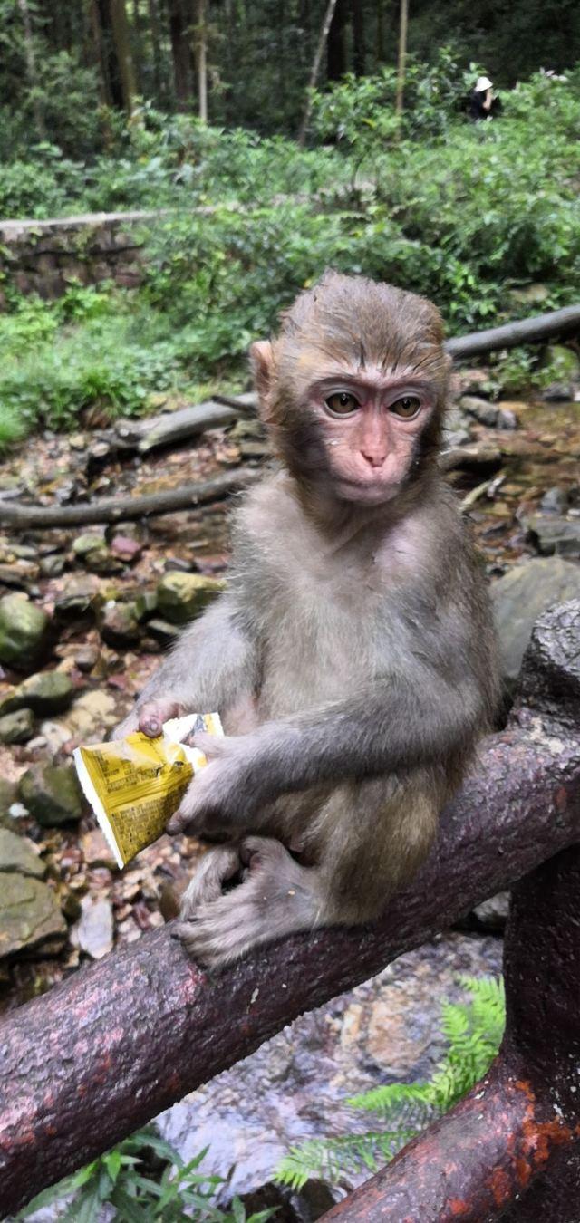 张家界国家森林公园，关于张家界国家森林公园（魅力湘西——张家界）