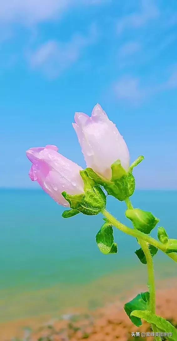 适合发心情的图片   赏图愉快哦:），关于发心情的图片（鲜艳欲滴的花朵）