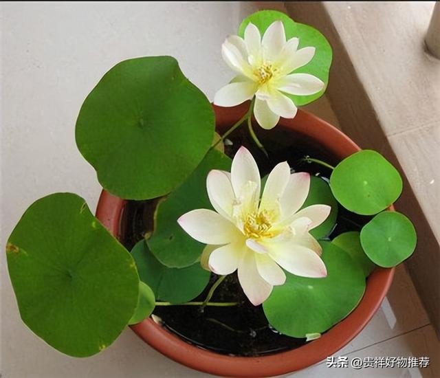 常见水生浮水植物有哪些，浮水植物有哪些品种（避免室内空气过于干燥）