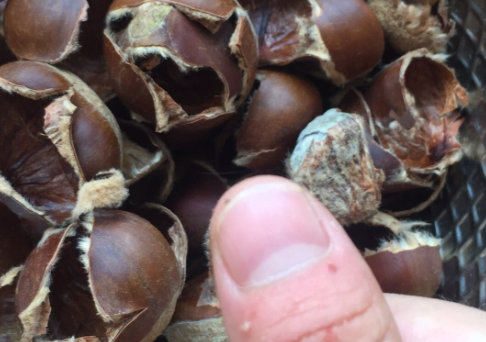 炒板栗简单实用版怎么做，想吃糖炒栗子不用买