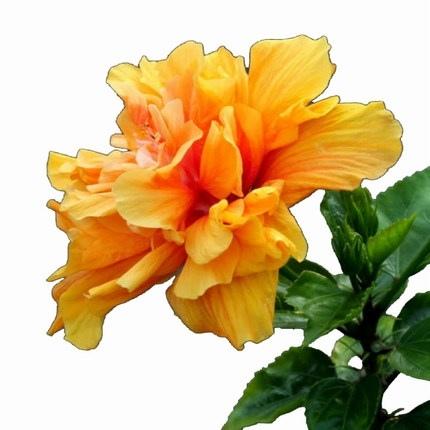 朱槿花象征什么，朱槿花的寓意（被很多老人拉入“黑名单”的3种花）