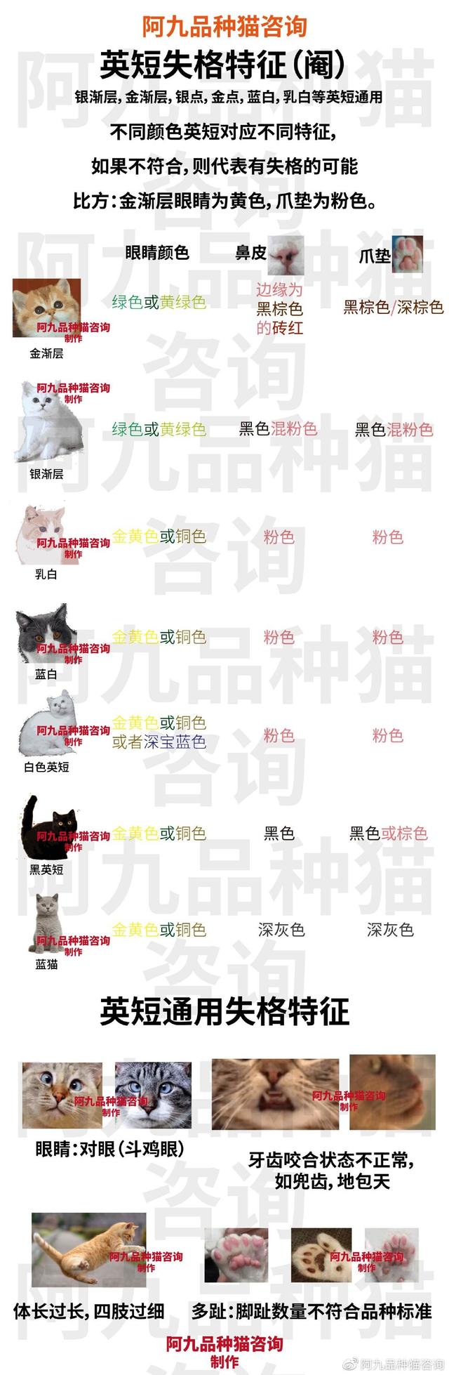 银渐层怎么看品相，银渐层怎样算品相好（银渐层的鼻子没有线条黑）