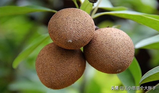 世界上最恐怖的水果，世界上最恐怖的水果图片（名字太“奇特”）