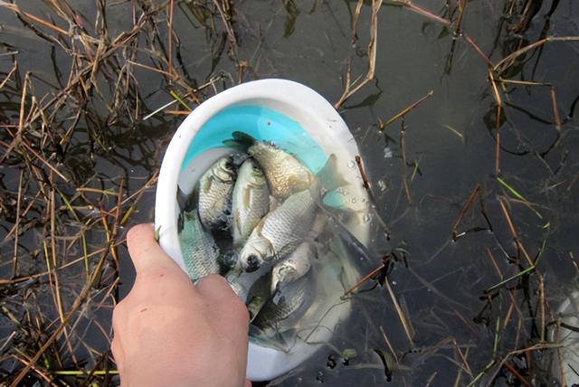 立冬后能钓鱼吗，立冬后还能钓鲤鱼吗（立冬以后就钓不到鱼了，别信）