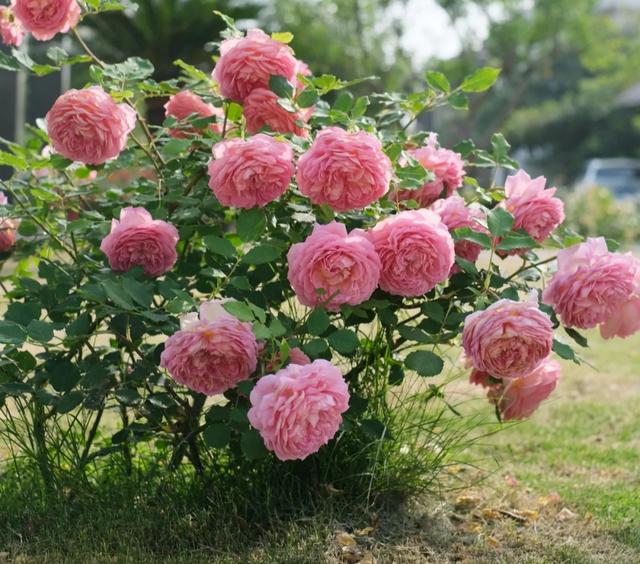 梦露和艾莎月季的区别，月季梦露百科（12种大花月季）