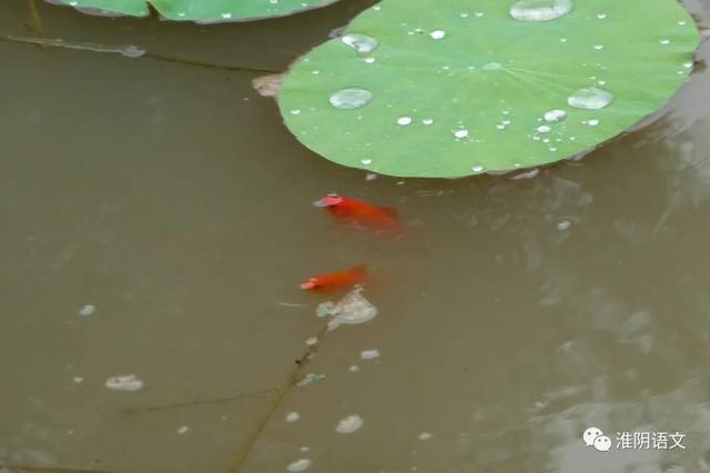 雨的印记散文，描写雨的印记（雨的印记<散文>）