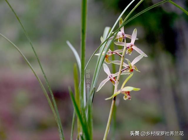 蕙兰什么时候开花，大花蕙兰什么时候开花（从没见过开花怎么办）