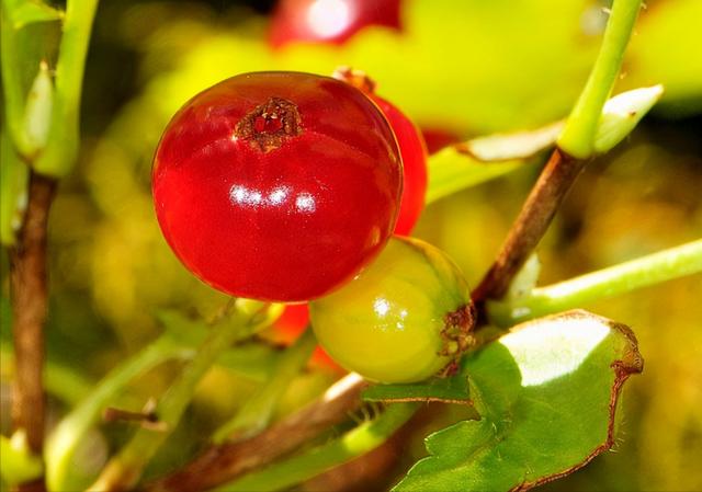 中国稀有水果，中国稀有水果名称大全（盘点世界上最稀有的6种水果）