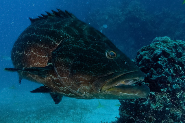 什么鱼适合清蒸，什么鱼适合蒸（带你认识不同的鱼和吃法）