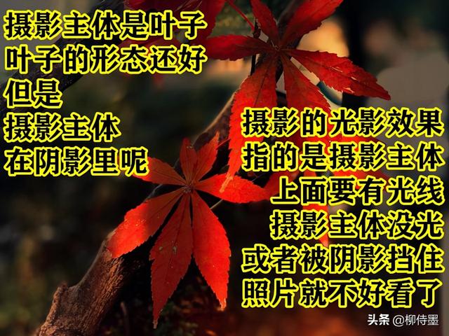 怎么拍照片好看，手机怎么拍照片好看（照片不能“瞎拍”）